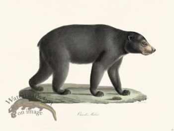 Cuvier 133 Sun Bear